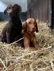 Hunde